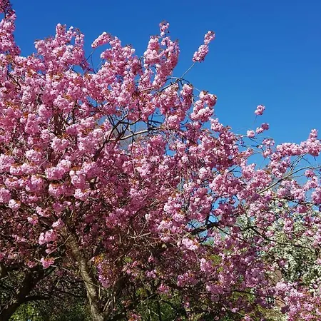 De Friesenjung Nordsee Σπίτι διακοπών *